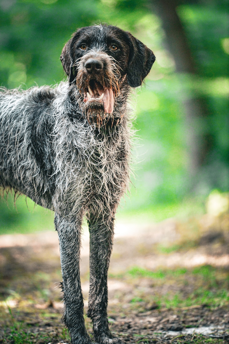 Dog standing outside